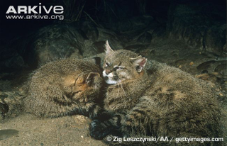 Illustration for article titled Caturday - Leopardus pajeros Edition